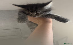 Mixed Breed cats for sale: 2 kittens looking for their forever homes - Image 6