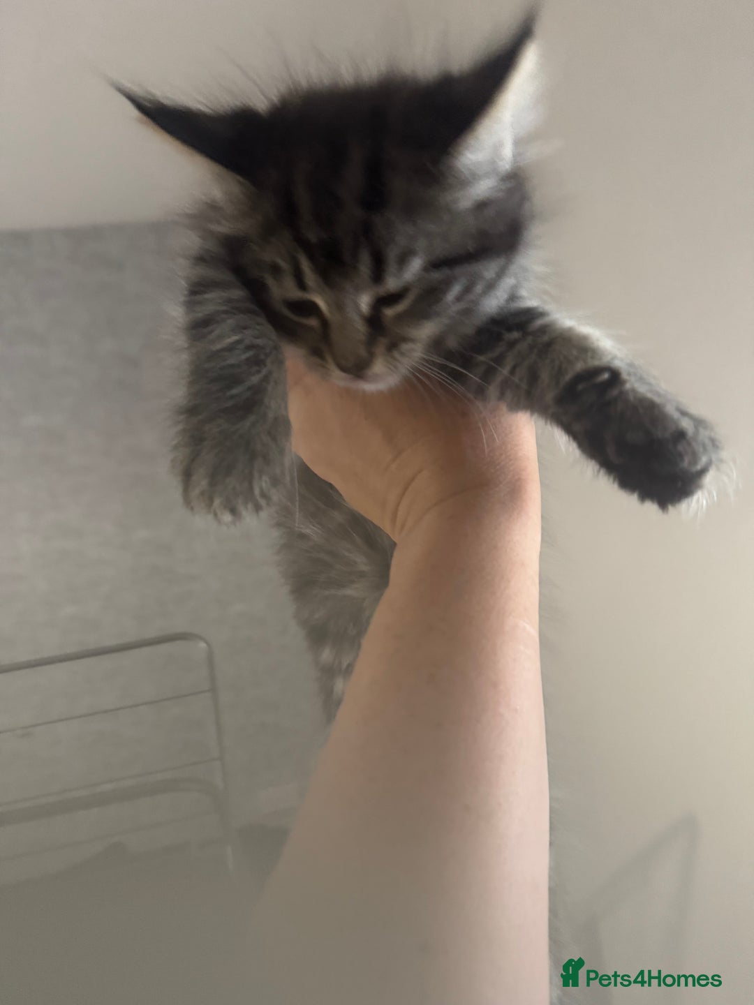 Mixed Breed cats for sale: 2 kittens looking for their forever homes - Image 6
