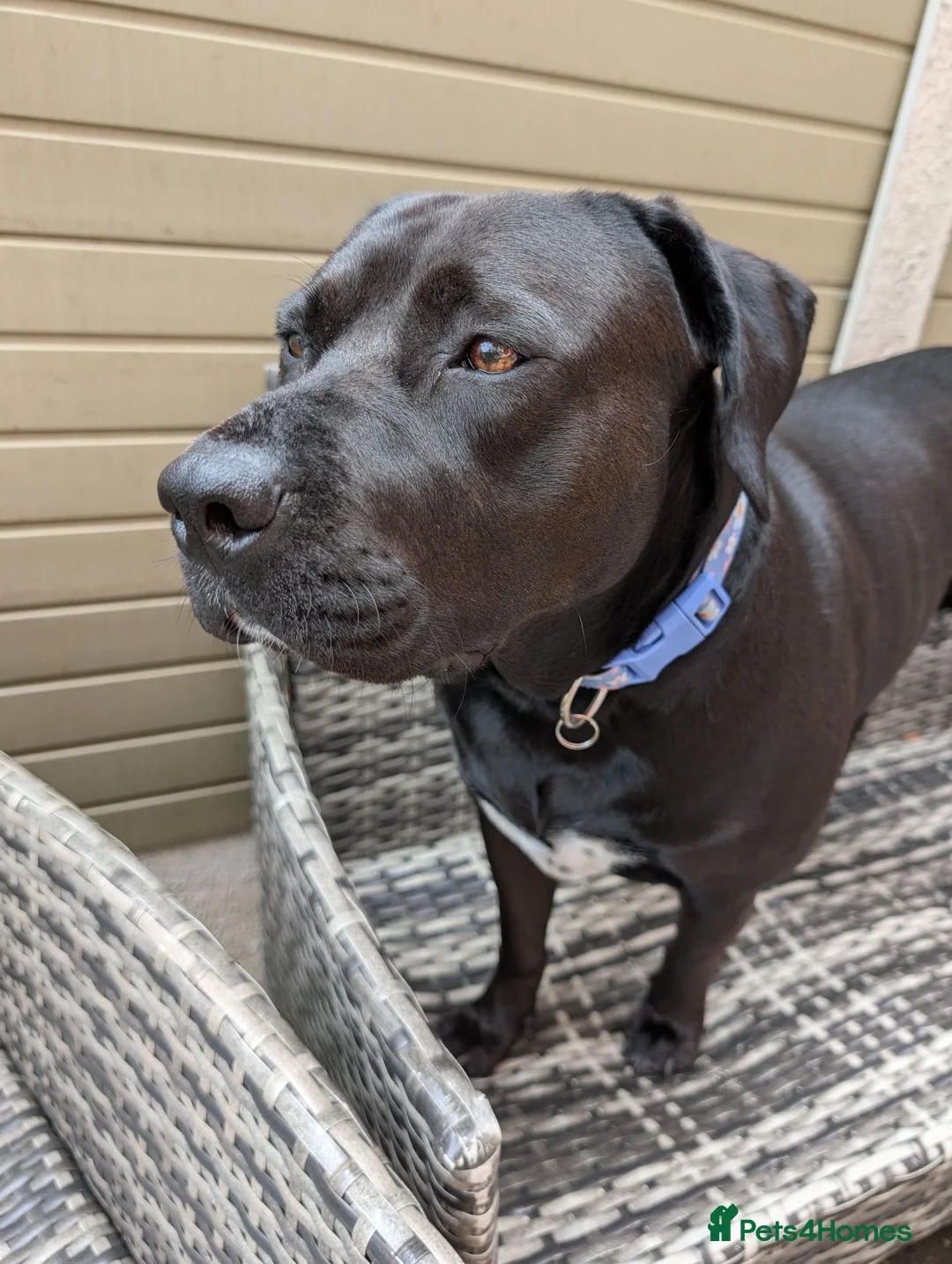 Mixed Breed dogs for sale: Staffordshire Bull Terrier x Labrador 18 Months - Advert 2