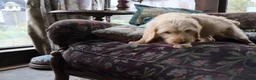 Labradoodle dogs for sale: Beautiful Third-Generation Labradoodle Puppie - Advert 18