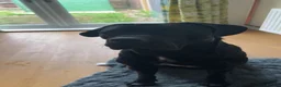 Cane Corso dogs for sale: Luna - Cane Corso - Rehoming in Grimsby - Advert 4