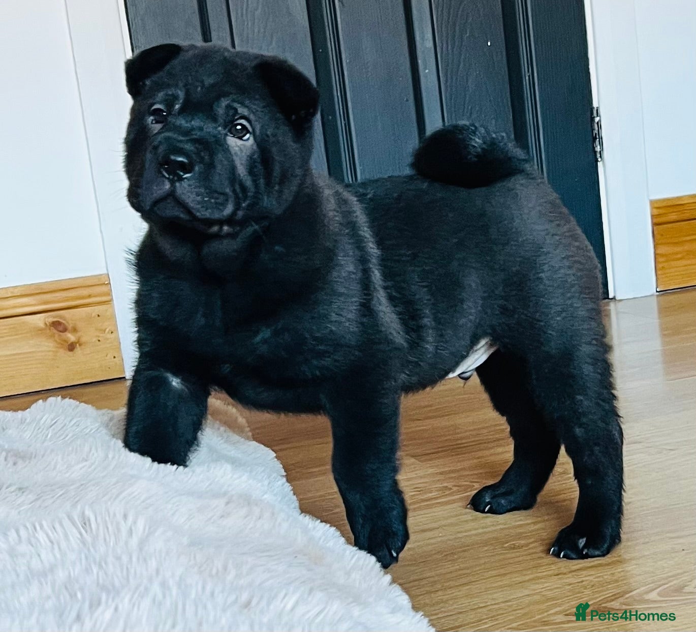 Mixed Breed dogs ChowPei Pups  - Advert 3