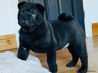 Mixed Breed dogs ChowPei Pups - Advert 1