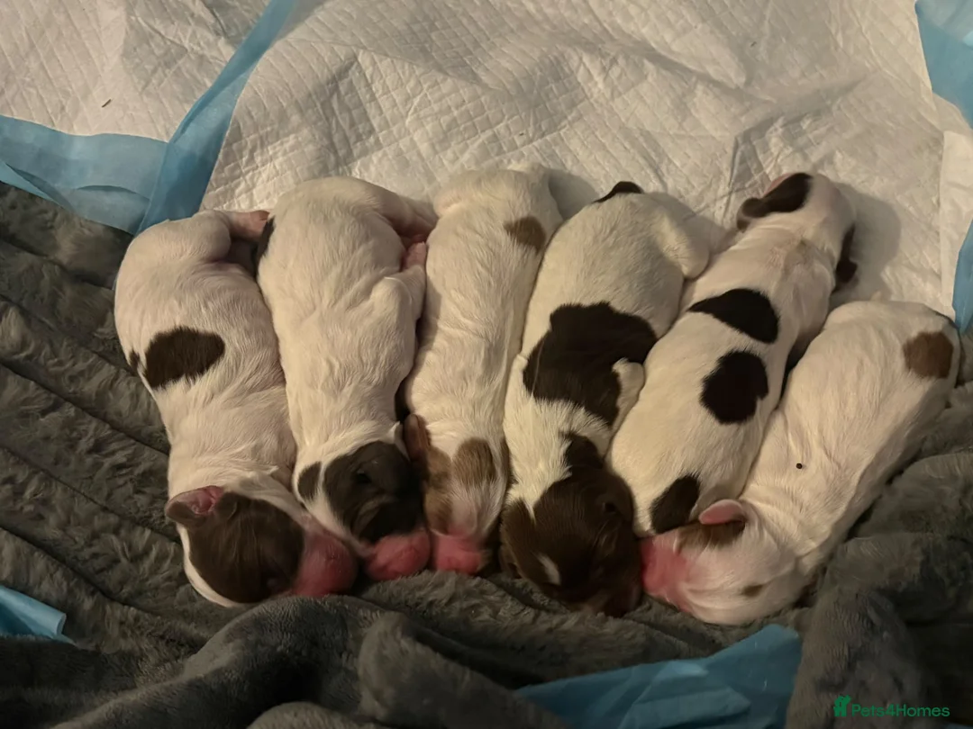 Sprocker dogs for sale: 🐾 Beautiful Sprocker Spaniel Puppies 🐾 - Advert 1