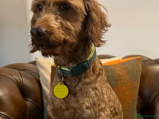 Irish Doodle dogs F1b miniature Irish doodle bitch - Advert 1