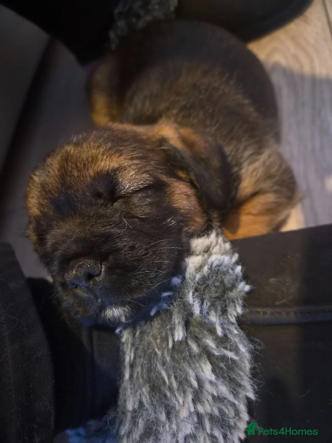 Border Terrier dogs for sale: Slem clear KC registered border terrier puppies - Advert 8