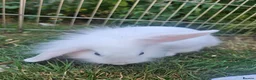 Lionhead rabbits for sale: Female Lionhead Rabbit 10 weeks old - Advert 5