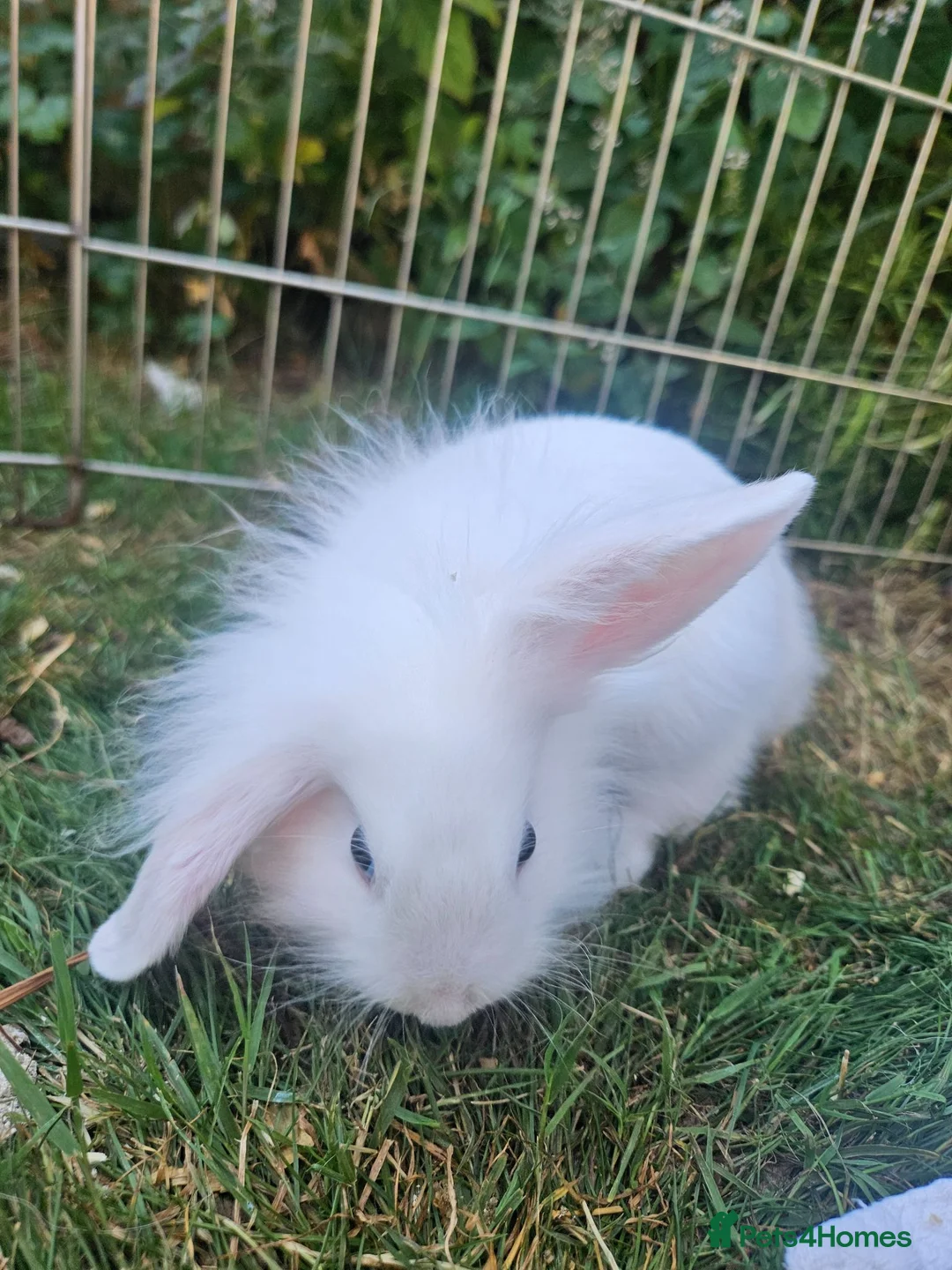 Lionhead rabbits for sale: Female Lionhead Rabbit 10 weeks old - Advert 5