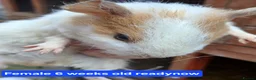 Guinea Pig rodents for sale: Guinea pigs  - Advert 4