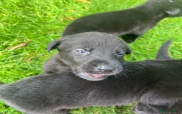 Mixed Breed dogs for sale: Shepard or puppies  - Image 3