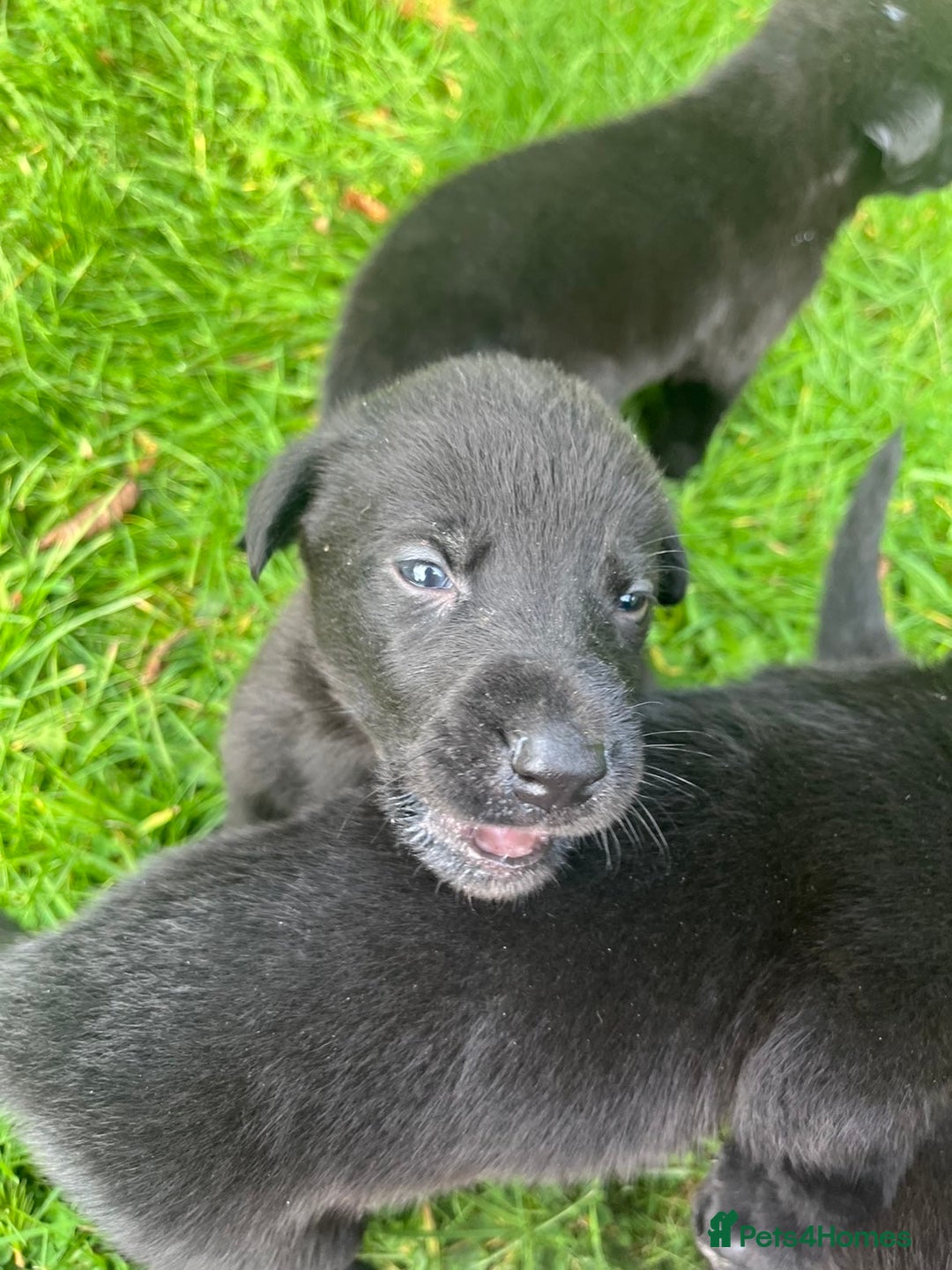 Mixed Breed dogs for sale: Shepard or puppies  - Image 3