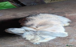 Mini Lop rabbits for sale: Mini lop *PLEASE READ* - Image 9