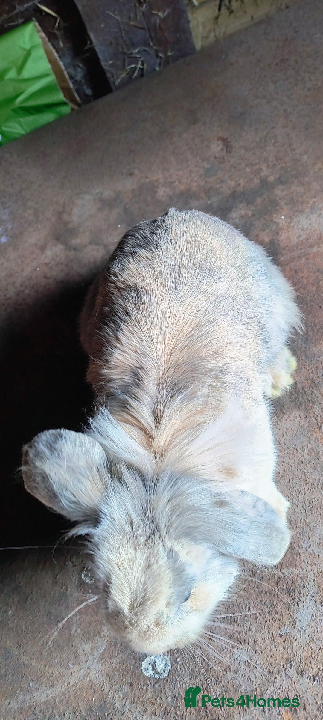 Mini Lop rabbits for sale: Mini lop *PLEASE READ* - Image 9