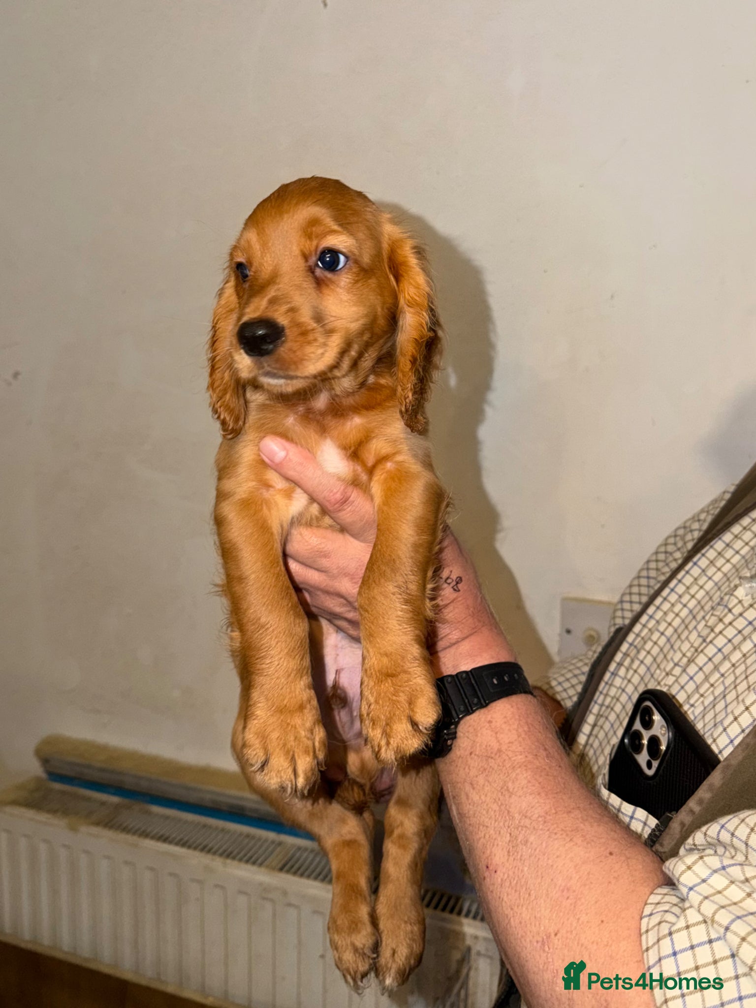 Cocker Spaniel dogs Working cocker spaniel puppies ready now - Advert 2