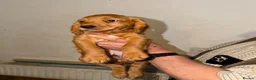 Cocker Spaniel dogs for sale: Working cocker spaniel puppies ready now - Advert 2