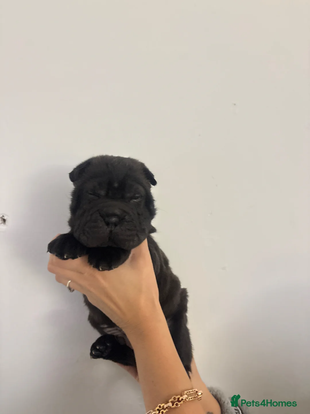 Shar Pei dogs for sale: Four shar pei puppies in Hartlepool - Advert 2