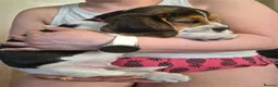 Beagle dogs for sale: Beagle puppies for sale  - Advert 6