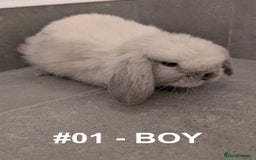 Mini Lop rabbits for sale: Exceptional Mini-Lops. Collect from: 25th October - Image 7