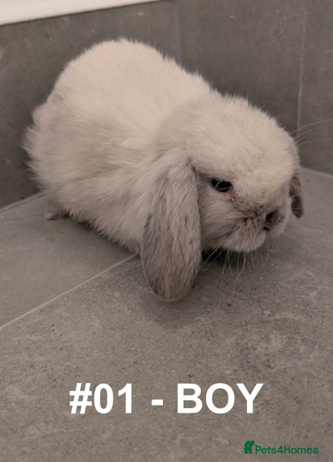 Mini Lop rabbits for sale: Exceptional Mini-Lops. Collect from: 25th October - Image 7