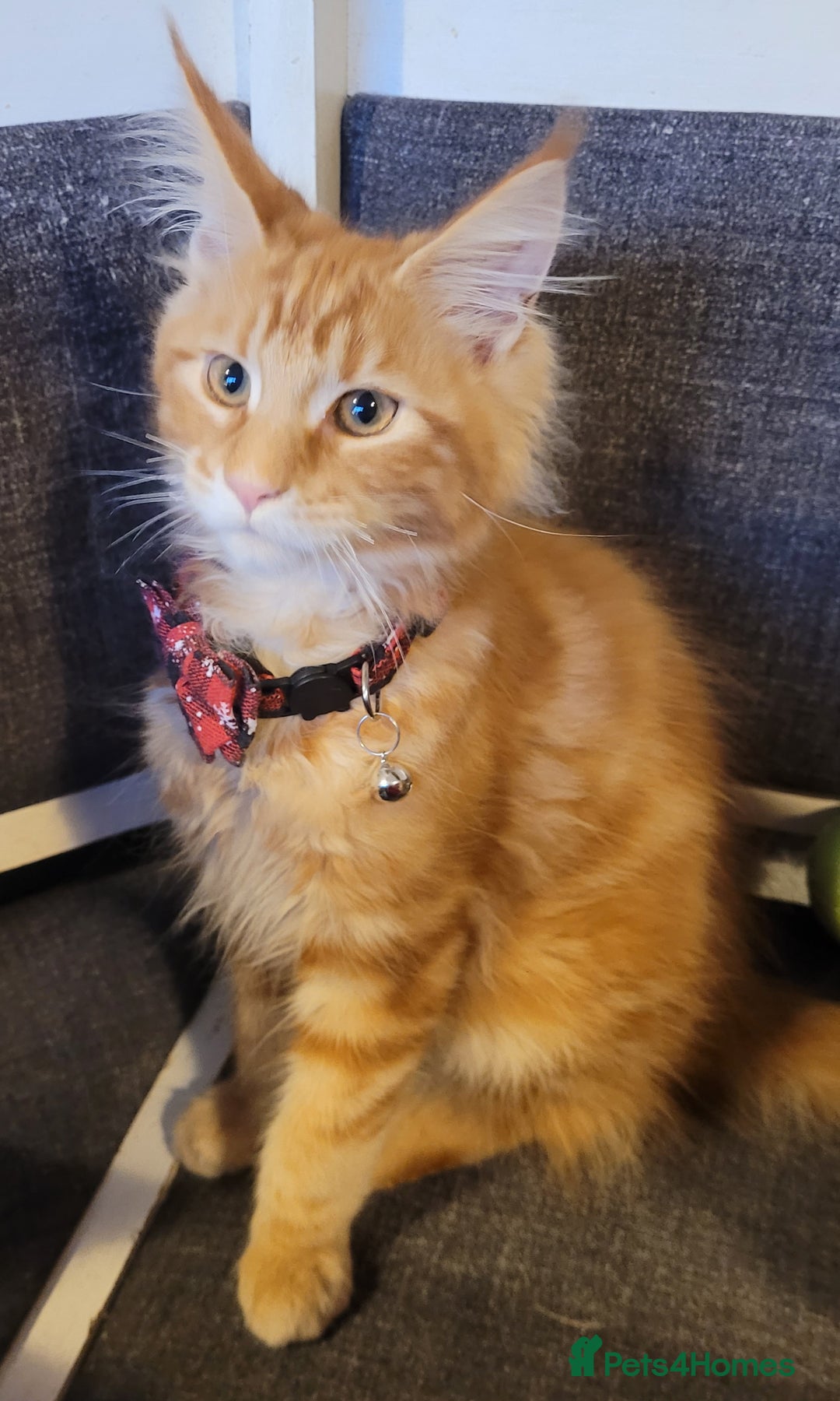 Maine Coon cats for sale: Ginger Maine Coon Kittens  - Advert 10