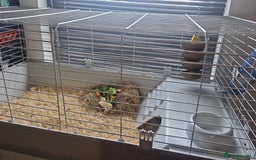 Guinea Pig rodents for sale: 2 Male Guinea Pigs- with a large cage&accessories. - Image 3