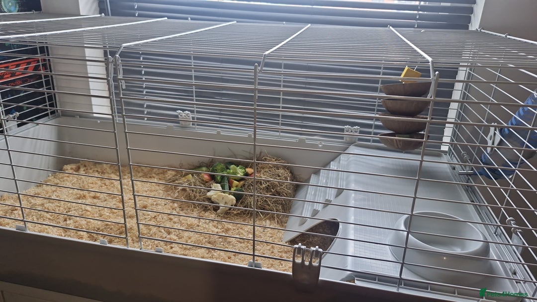 Guinea Pig rodents for sale: 2 Male Guinea Pigs- with a large cage&accessories. - Image 3