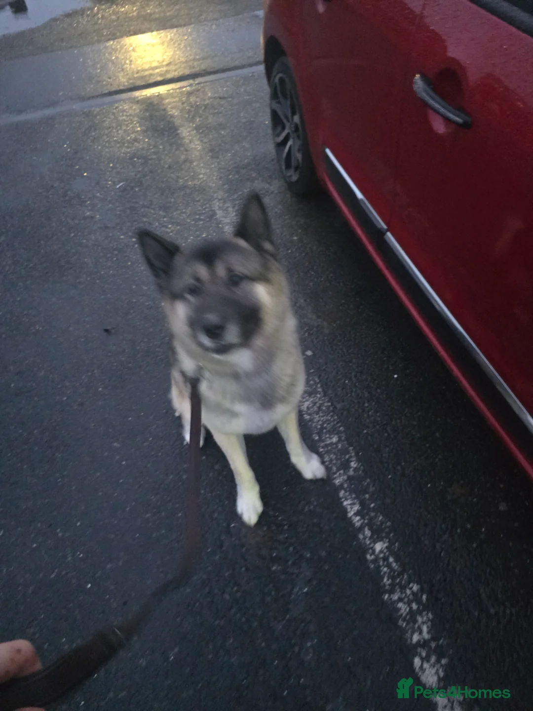 Mixed Breed dogs for sale: Pedro - Advert 8