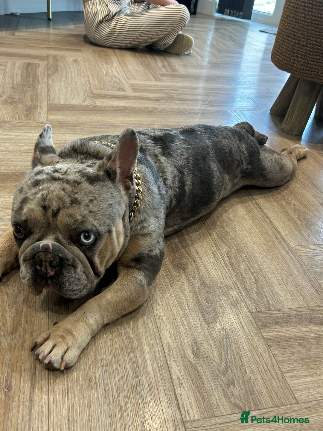 French Bulldog dogs for stud: Mixed Merle French Bulldog Stud - Image 10