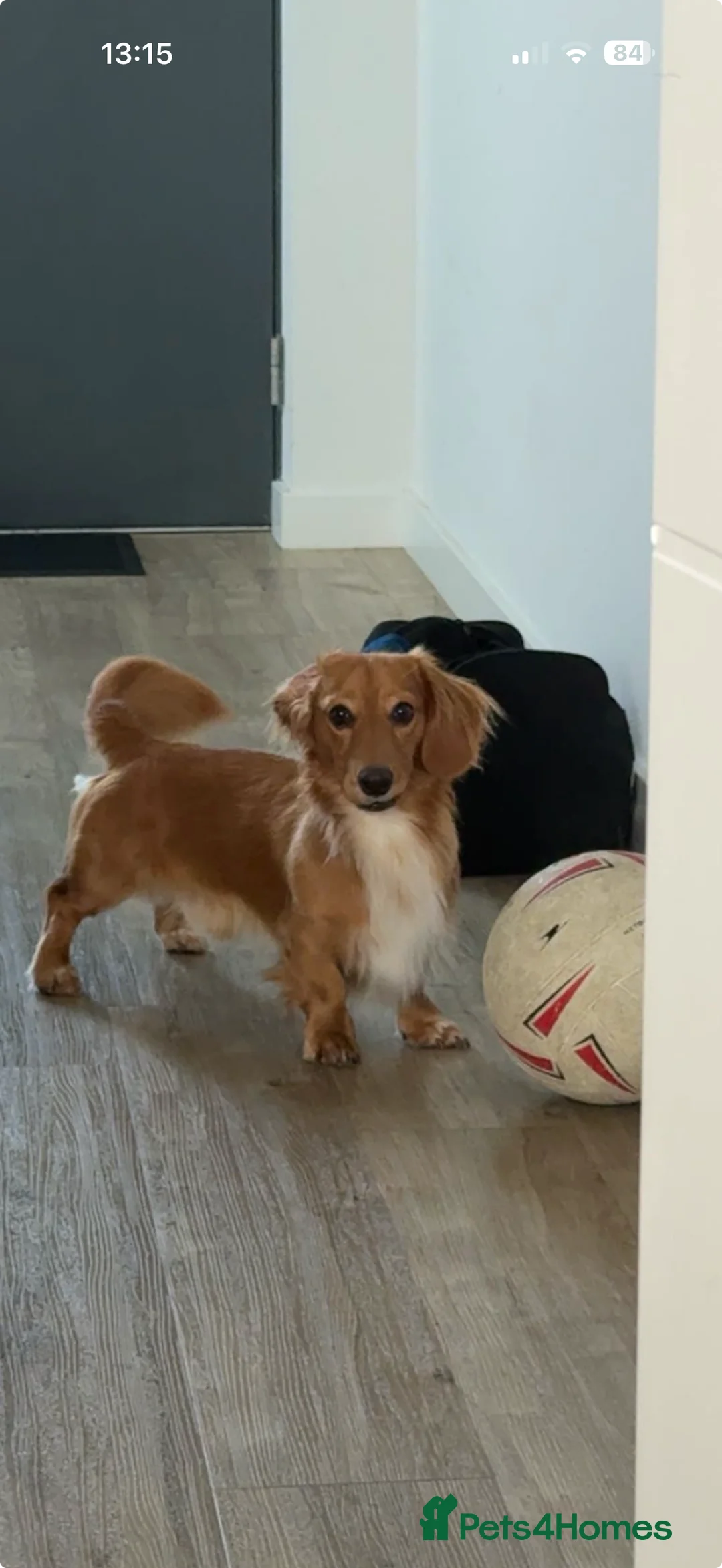 Miniature Dachshund dogs for stud: Archie - Advert 2