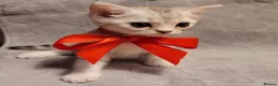 British Shorthair cats for sale: Beautiful kittens – 2 Boys & 2 Girls Ready Now  - Advert 16