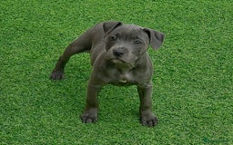 Staffordshire Bull Terrier dogs for sale: Blue StaffordshireBull Terrier Champion Pup - Image 3