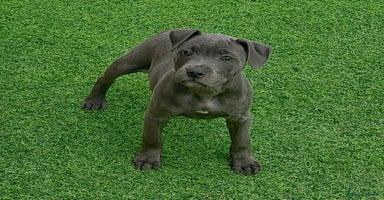 Staffordshire Bull Terrier dogs - Advert 4