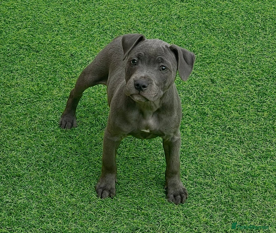 Staffordshire Bull Terrier dogs for sale: Blue StaffordshireBull Terrier Champion Pup - Image 3
