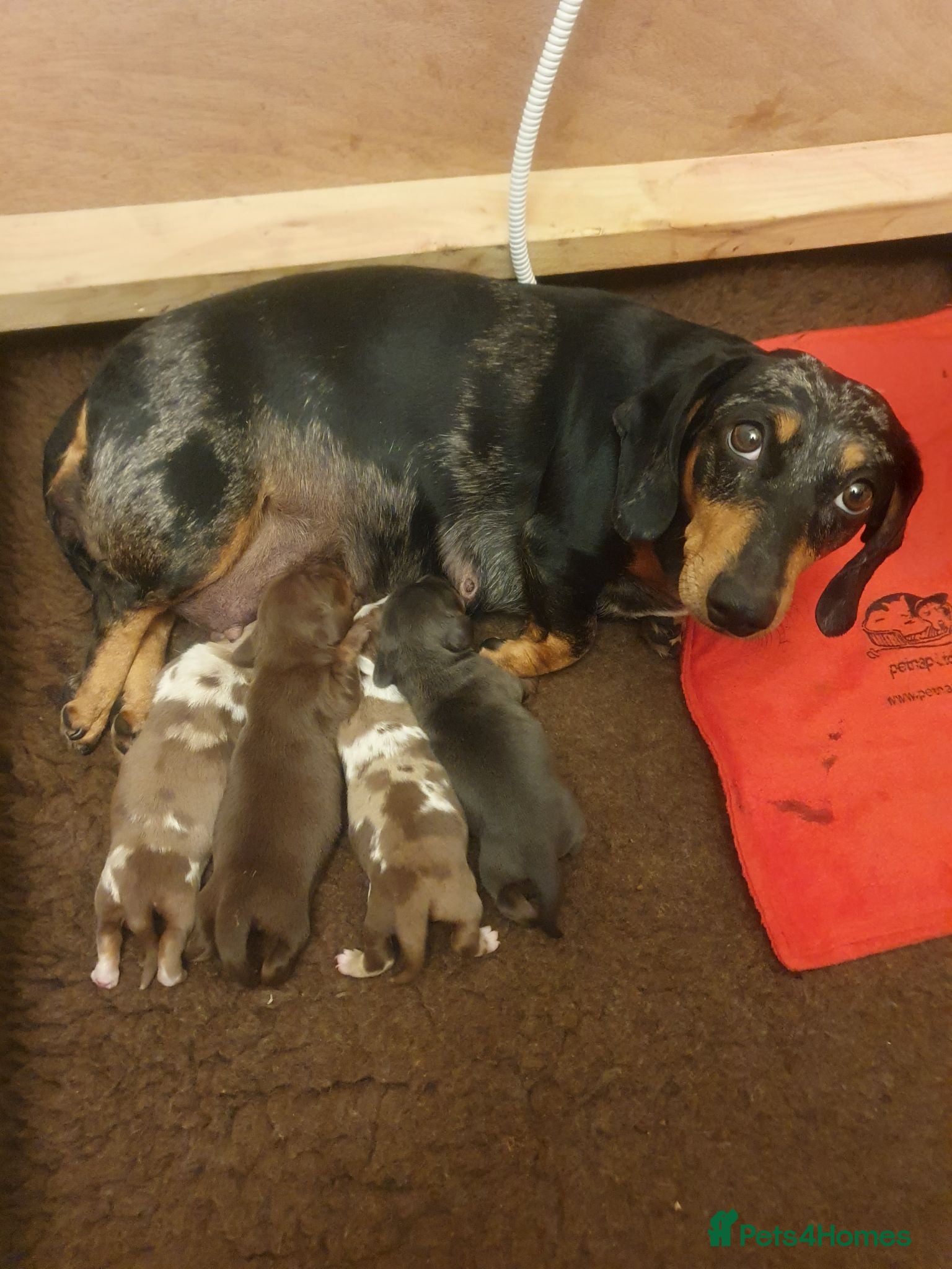 Dachshund dogs Miniature Dacshund  - Advert 7