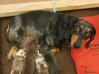Dachshund dogs Miniature Dacshund - Advert 7