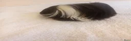 Guinea Pig rodents for sale: Sheltie Guinea Pig Boars 4 mths old - Advert 4