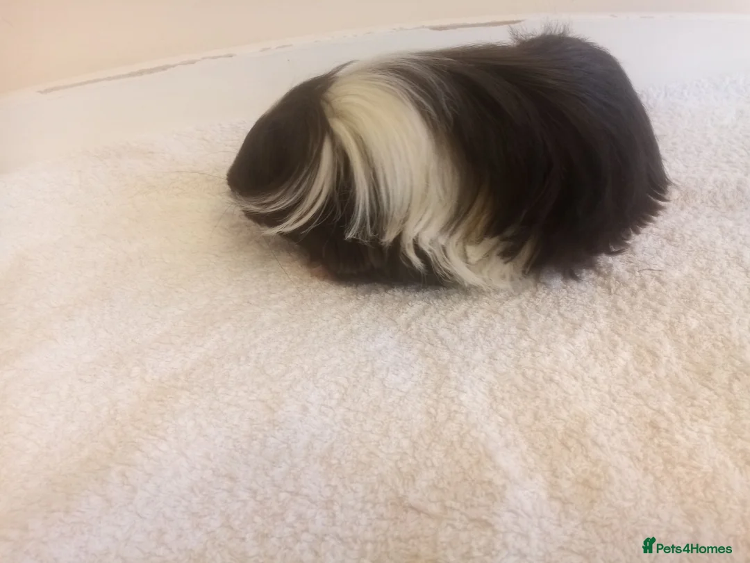 Guinea Pig rodents for sale: Sheltie Guinea Pig Boars 4 mths old - Advert 4
