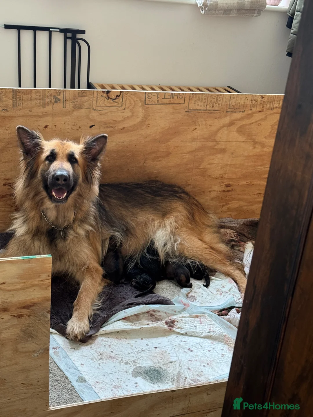 German Shepherd dogs for sale: Straight Back German Shepard’s in Horncastle - Advert 1