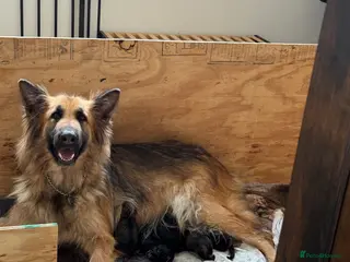 German Shepherd dogs Straight Back German Shepard’s - Advert 1