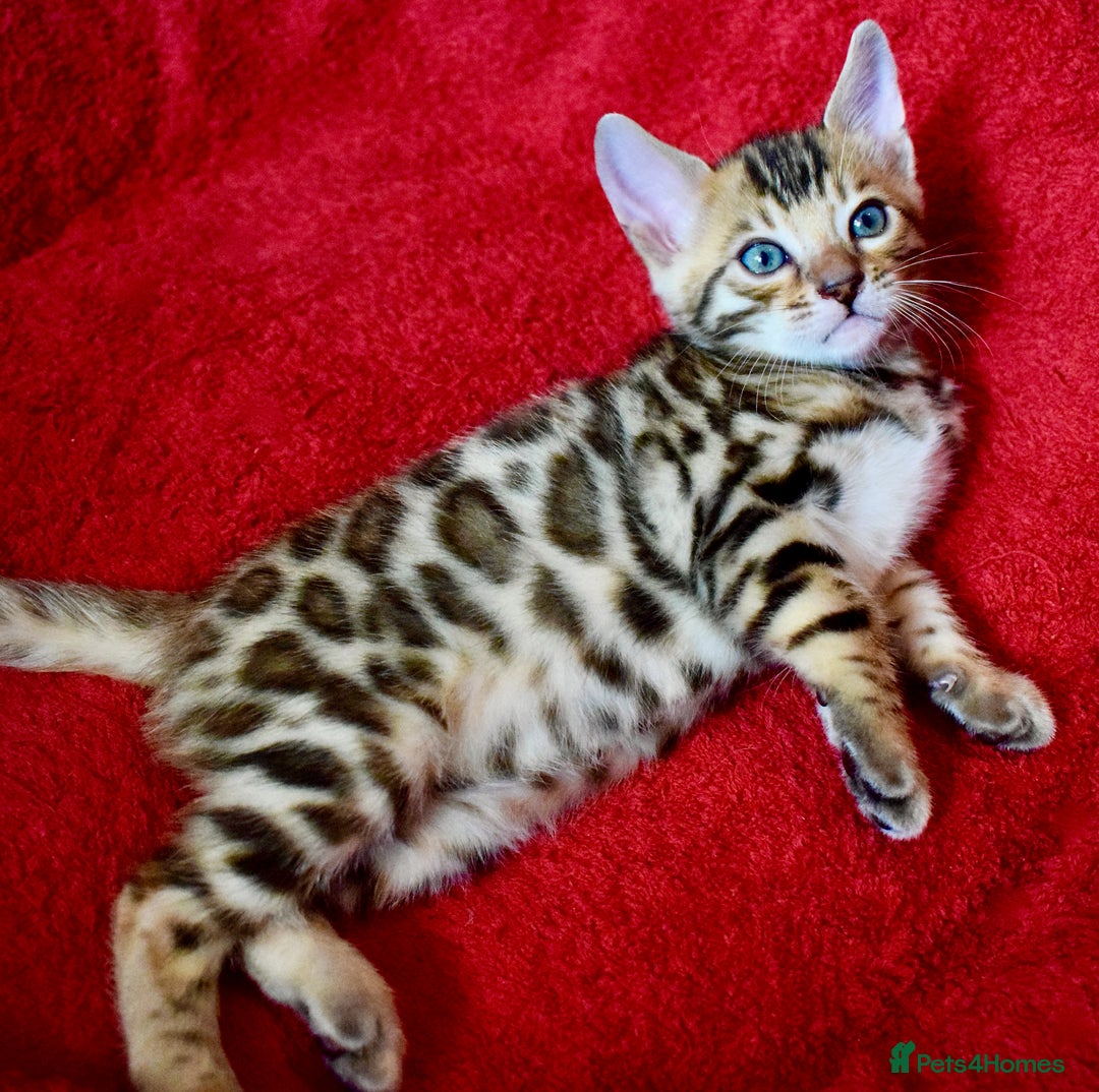 Bengal cats for sale: Beautiful Bengal kittens  - Image 10