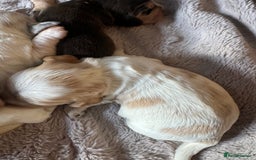 Cocker Spaniel dogs for sale: Exceptional litter of Show Type Cocker Spaniels - Image 10