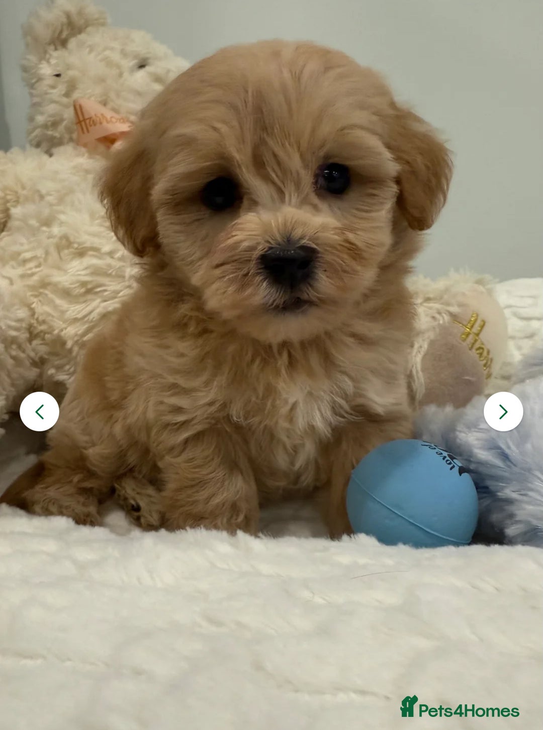 Maltipoo dogs for sale: 5 girls. fully DNA & health tested clear parents.  - Advert 8