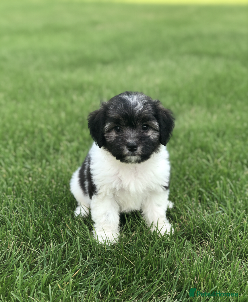 Mixed Breed dogs Bichon puppies  - Advert 1