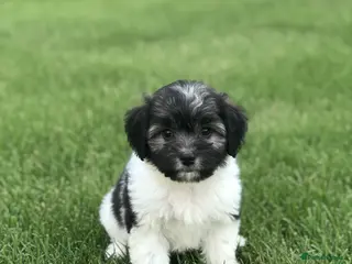 Mixed Breed dogs Bichon puppies - Advert 1