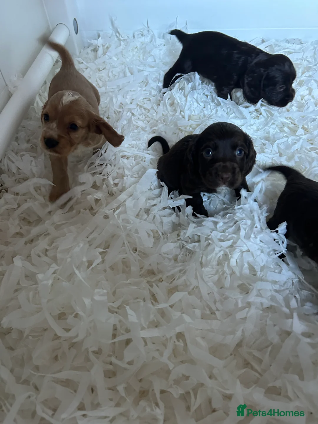 Cocker Spaniel dogs for sale: 1 boy left  - Kc reg cocker spaniels  - Advert 6