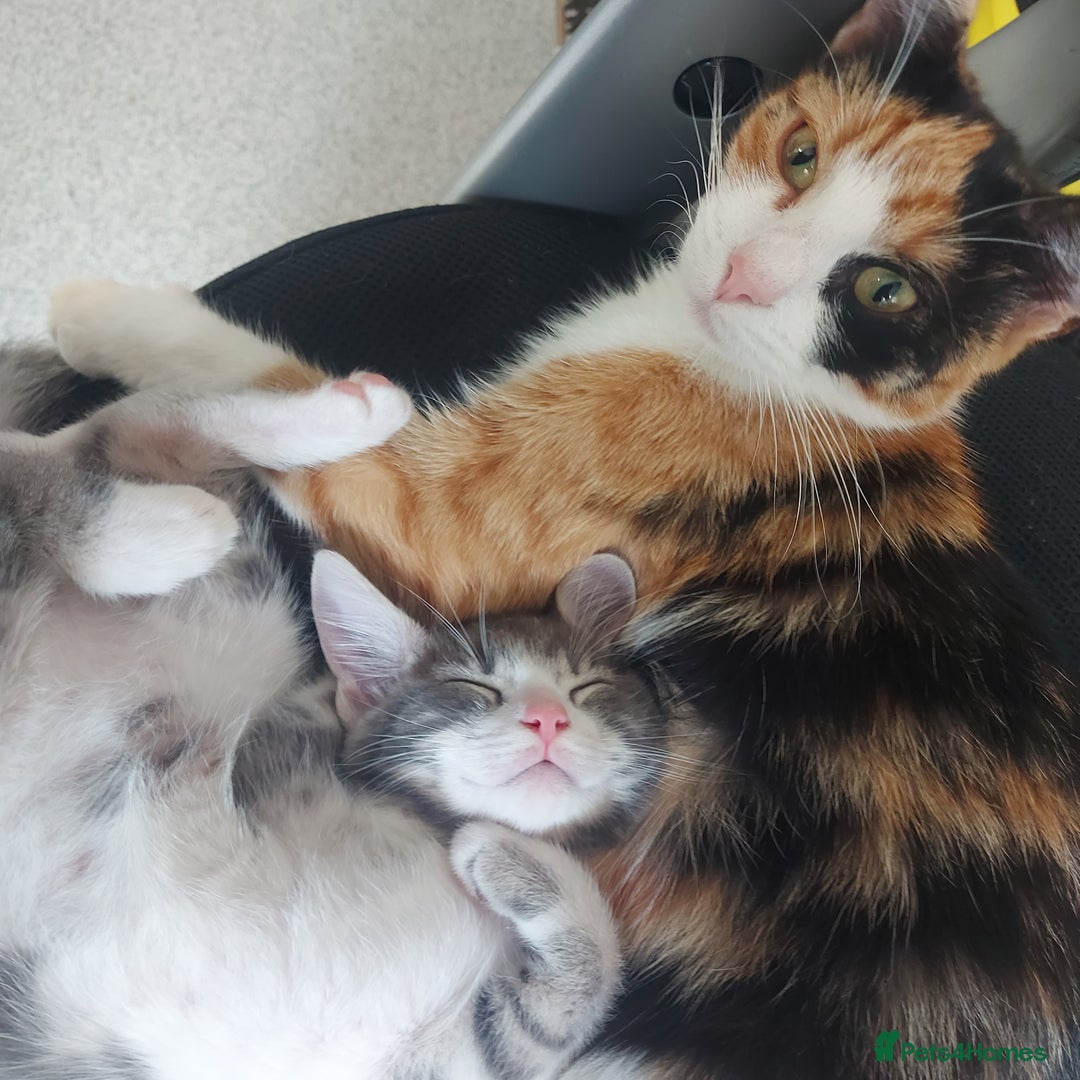 Domestic Shorthair cats for sale: 5 Beautiful Kittens Looking for Forever Homes - Image 1