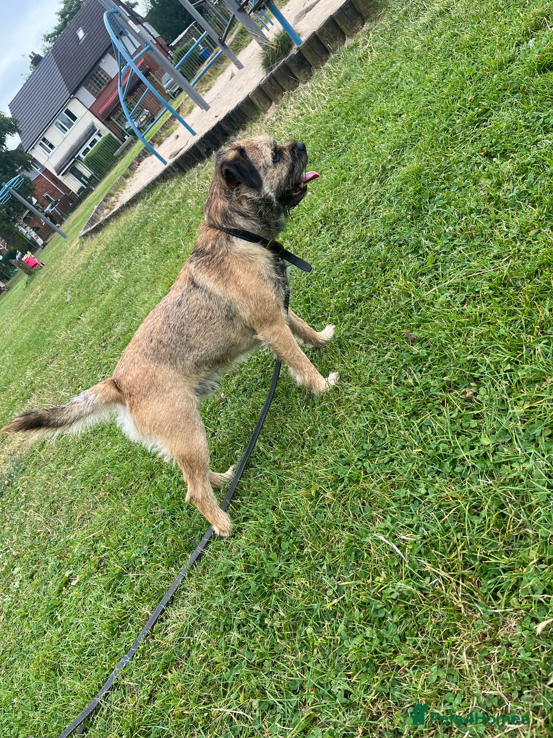 Border Terrier dogs for stud: Border terrier stud  in Rochdale - Image 6