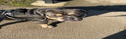 Olde English Bulldogge dogs for stud: Denzell  in Kettering - Advert 11