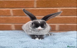 Rex rabbits for sale: Female & male mini rex rabbit kits VIENNA - Image 3