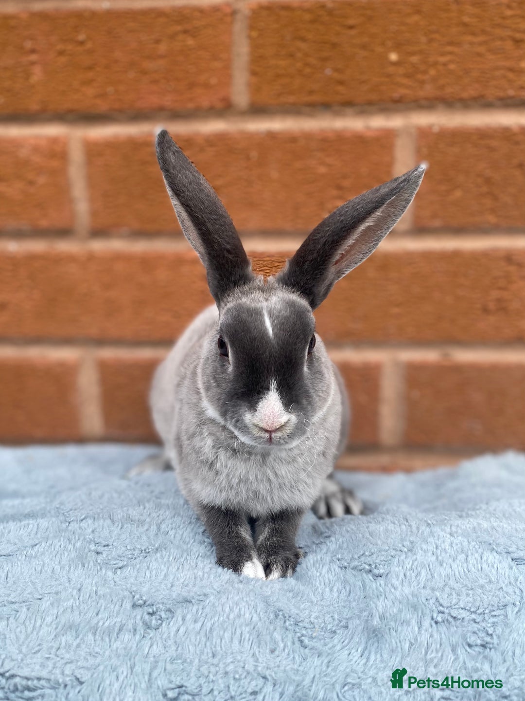 Rex rabbits for sale: Female & male mini rex rabbit kits VIENNA - Image 3